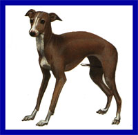 a well breed Italian Greyhound dog